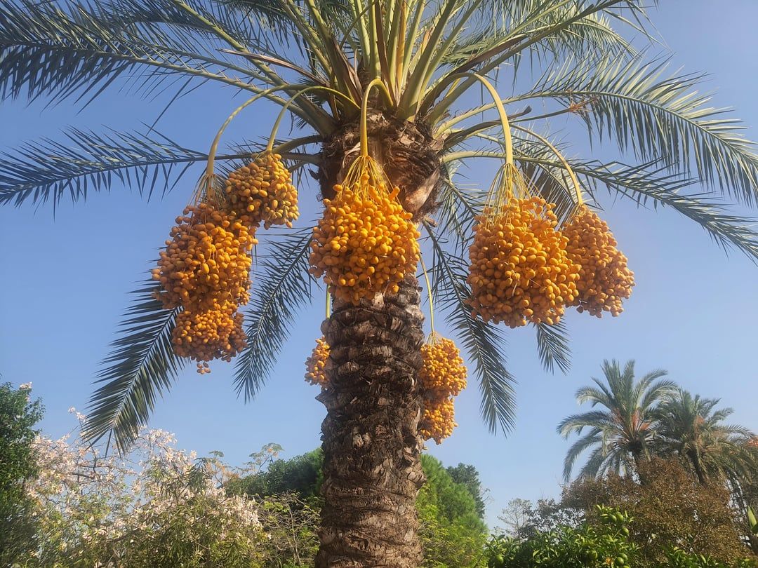 Phoenix dactylifera L.