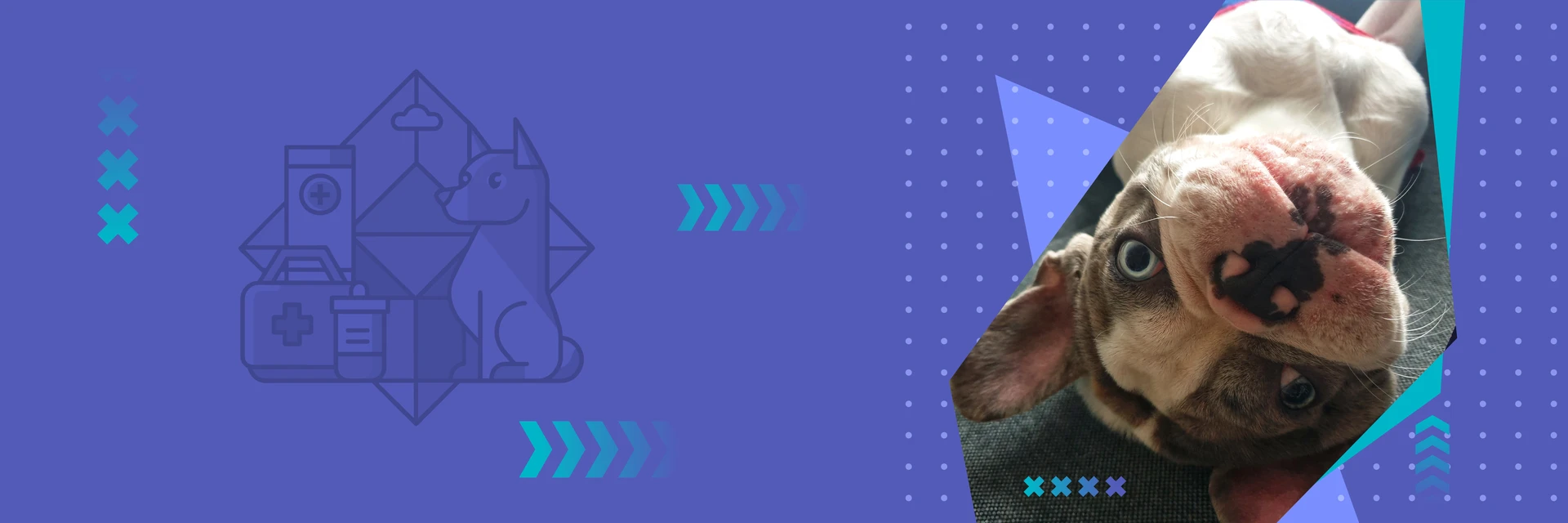 Devenir vétérinaire: La dermatite atopique du chien