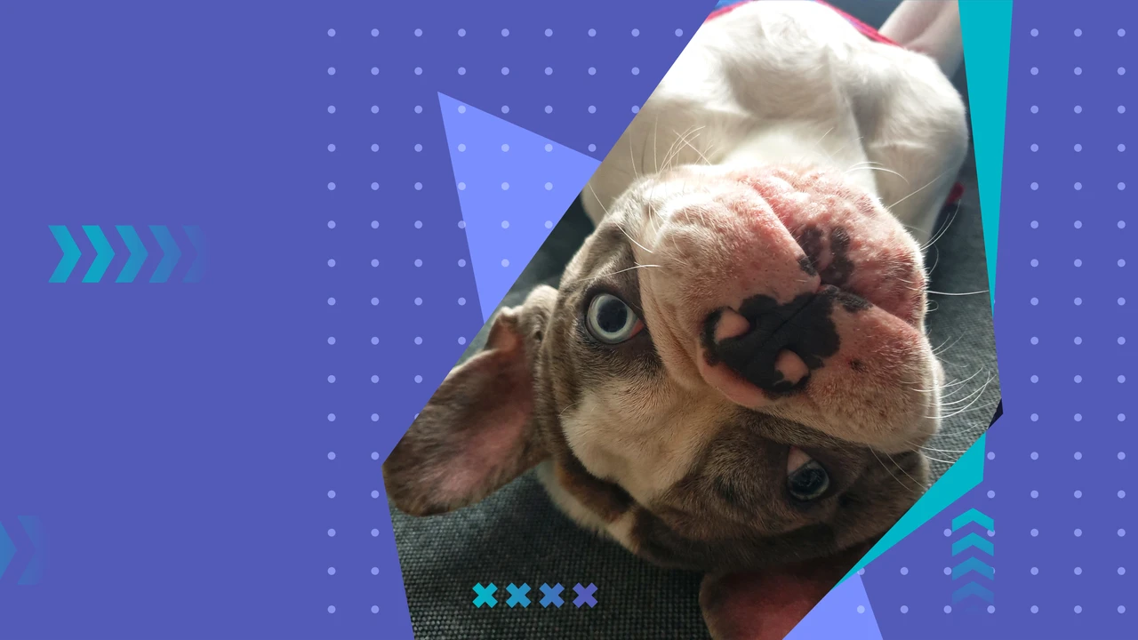 Vétérinaire et Dermatite atopique du chien