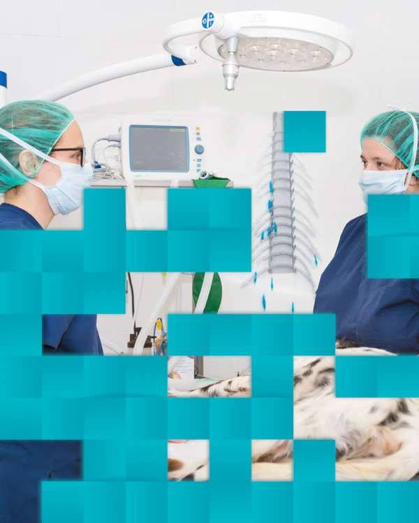 Études vétérinaires en Espagne v2.2