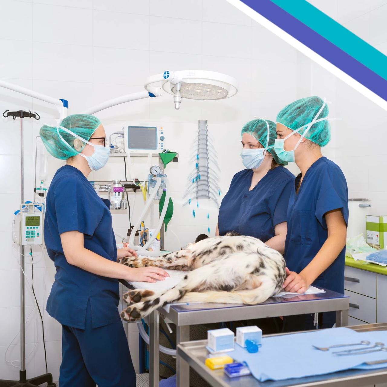 Préparation de l'opération d'un chien par des étudiants en médecine