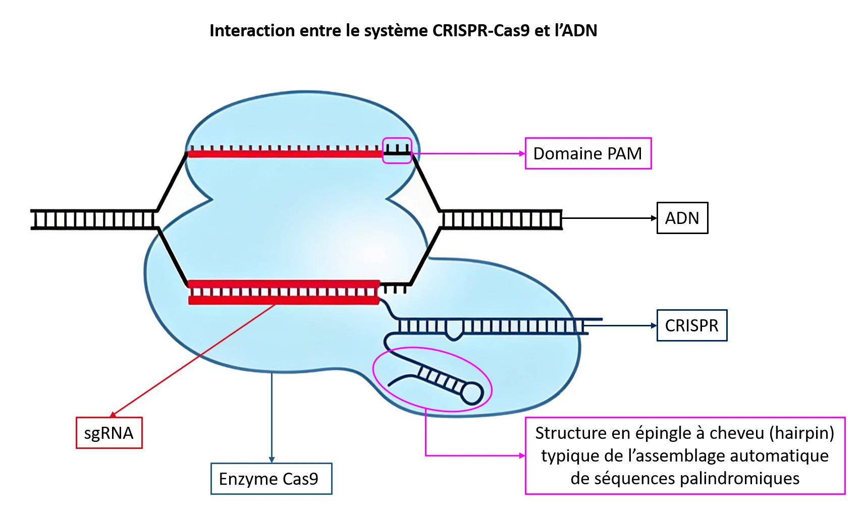 Interaction entre le système CRISPR-Cas9 et l’ADN