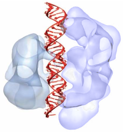 Visualisation 3D de l'interaction entre l'ADN et Cas9