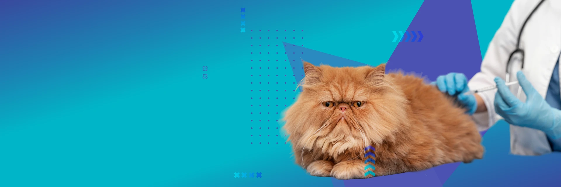 Vaccination du chat