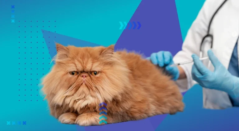 La vaccination du chat : quelques bases pour les futurs étudiants vétérinaires