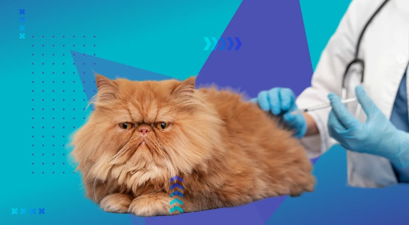 Vaccination du chat pour les étudiants vétérinaire